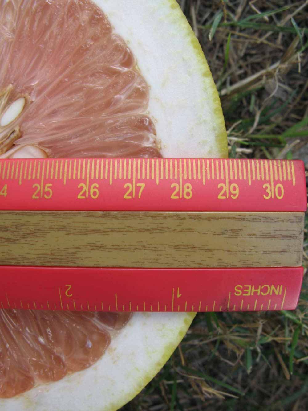            Fruit cross-section (Winter Haven, FL)   